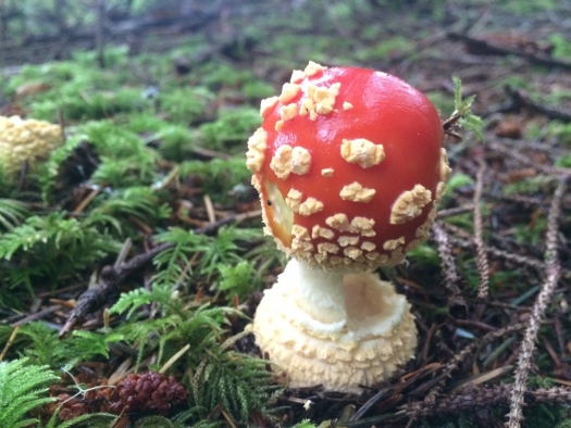 malcolm_island_mushroom
